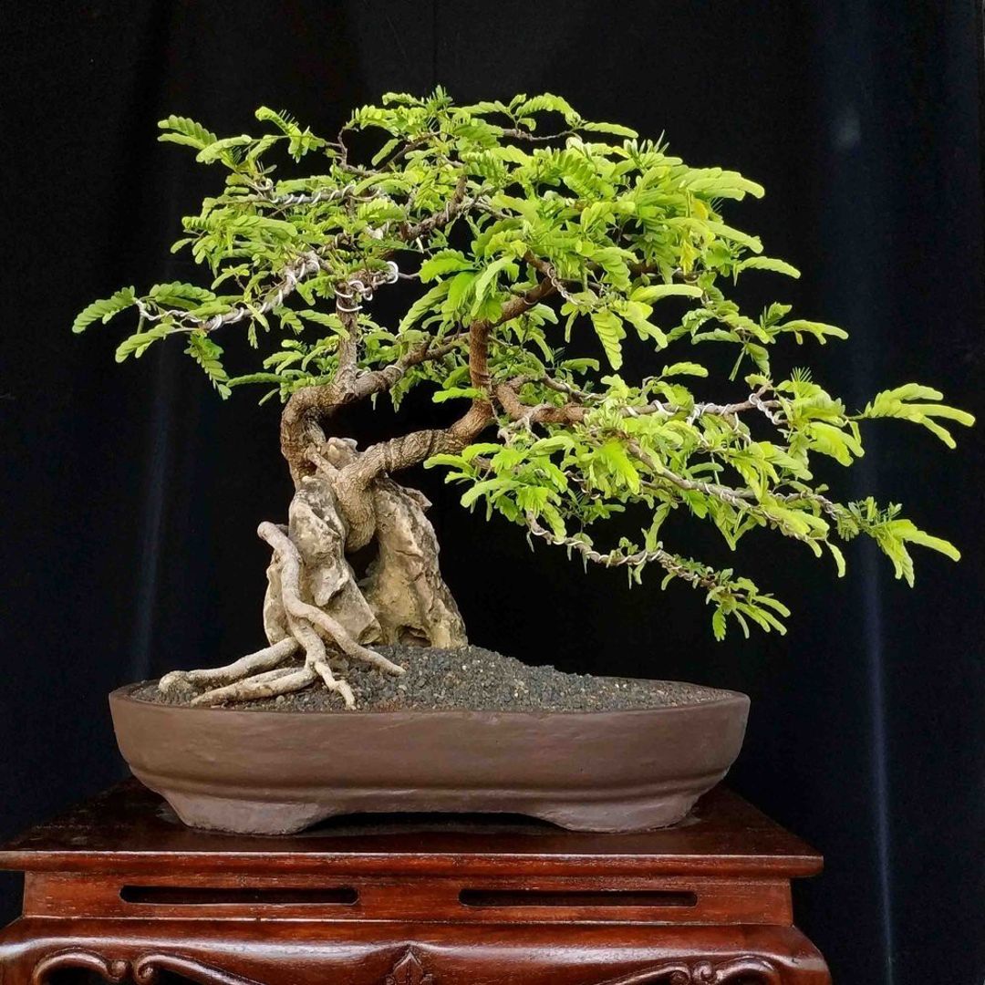 Detail Gambar Bonsai Asem Jawa Nomer 16