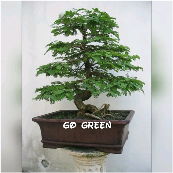 Download Gambar Bonsai Asem Jawa Nomer 17