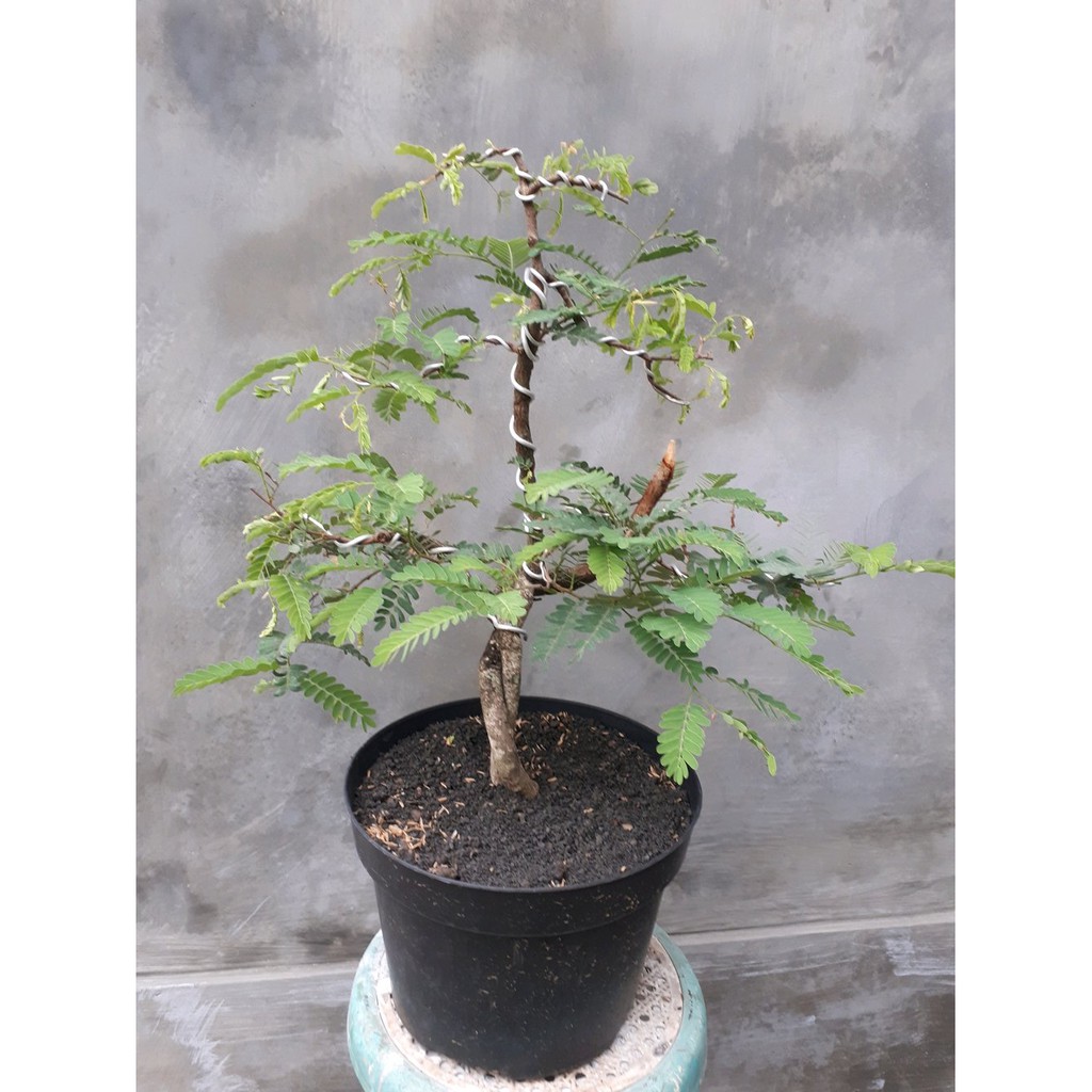 Detail Gambar Bonsai Asem Jawa Nomer 20