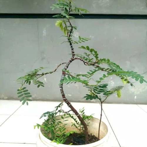 Detail Gambar Bonsai Asem Jawa Nomer 21