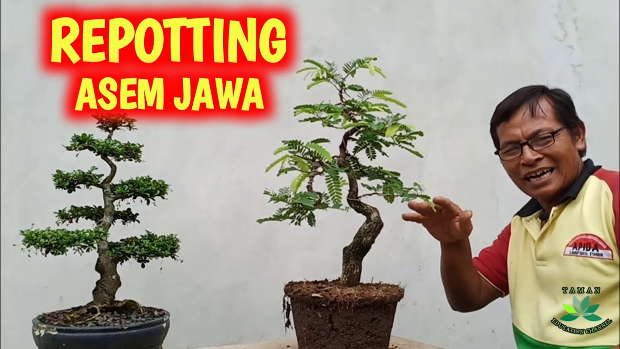 Detail Gambar Bonsai Asem Jawa Nomer 23