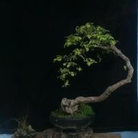 Detail Gambar Bonsai Asem Jawa Nomer 26