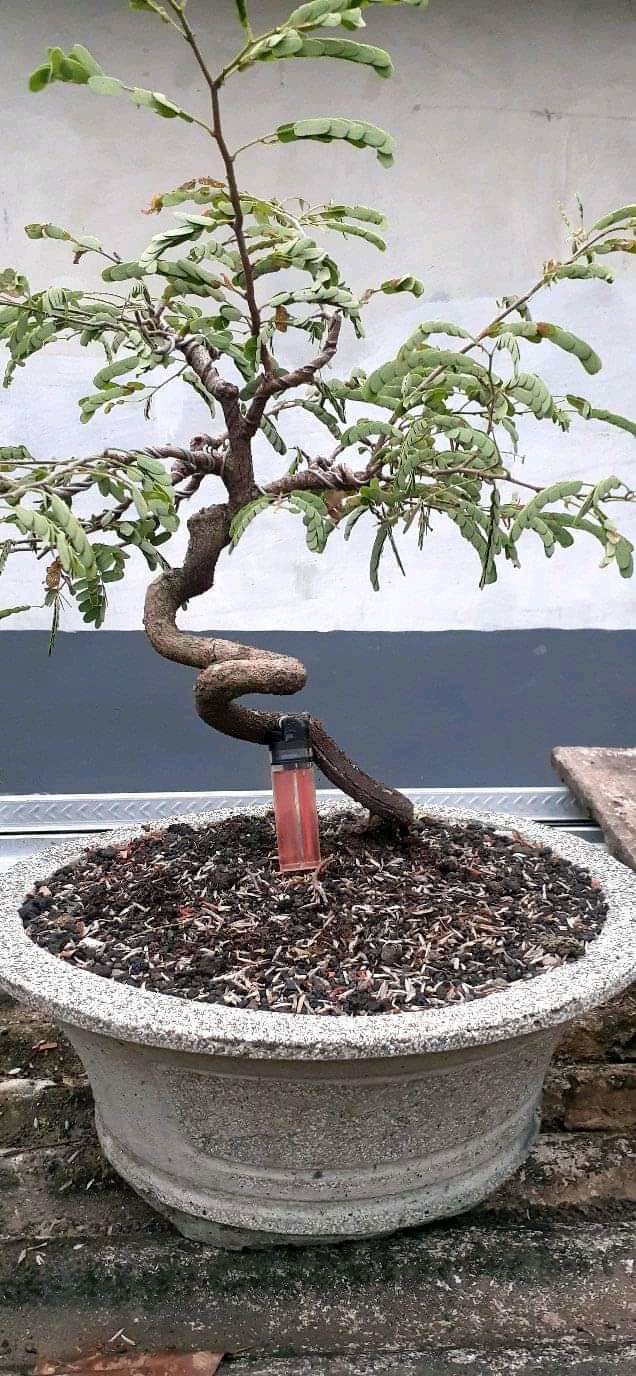 Download Gambar Bonsai Asem Jawa Nomer 30