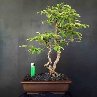 Detail Gambar Bonsai Asem Jawa Nomer 34