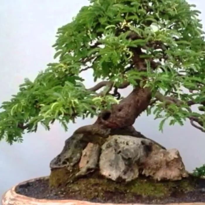 Detail Gambar Bonsai Asem Jawa Nomer 35