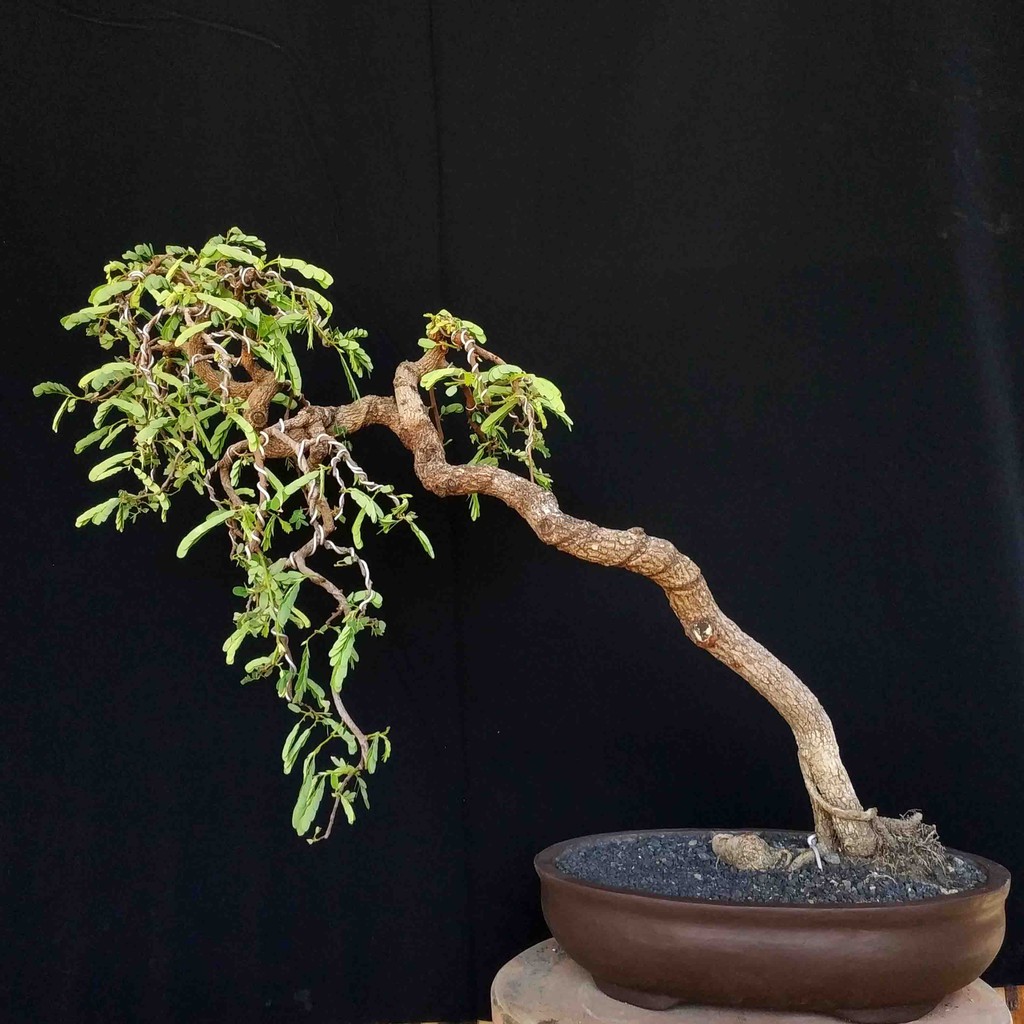 Detail Gambar Bonsai Asem Jawa Nomer 36