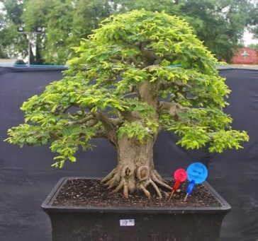 Detail Gambar Bonsai Asem Jawa Nomer 37