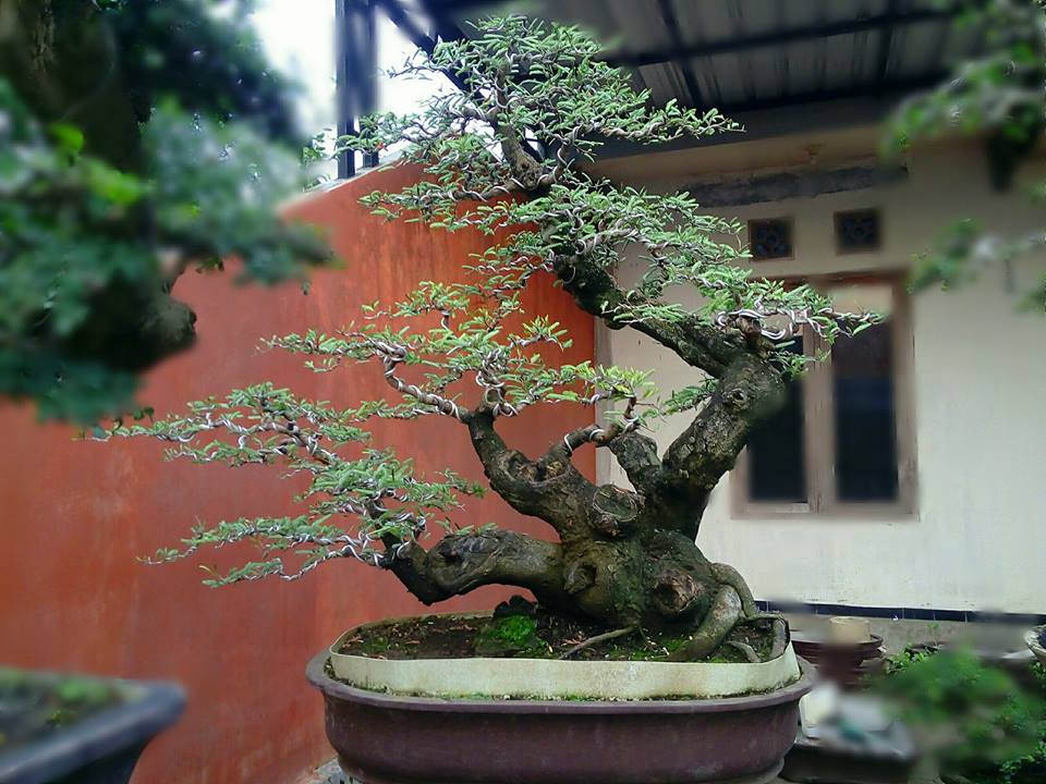 Detail Gambar Bonsai Asem Jawa Nomer 38