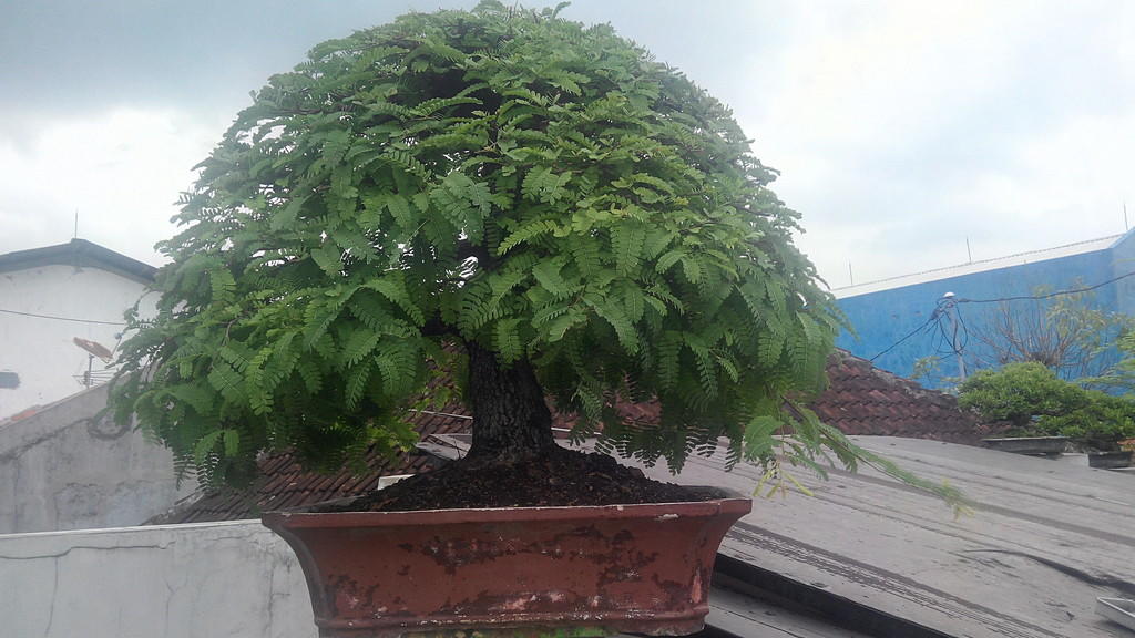 Detail Gambar Bonsai Asem Jawa Nomer 39