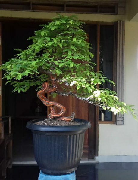 Detail Gambar Bonsai Asem Jawa Nomer 40