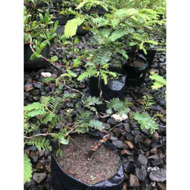 Detail Gambar Bonsai Asem Jawa Nomer 43