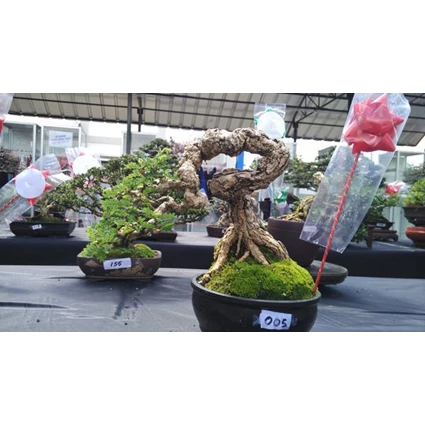 Detail Gambar Bonsai Asem Jawa Nomer 44