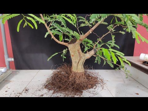 Detail Gambar Bonsai Asem Jawa Nomer 45