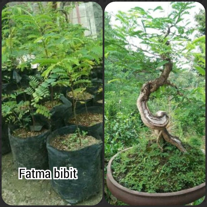 Detail Gambar Bonsai Asem Jawa Nomer 46