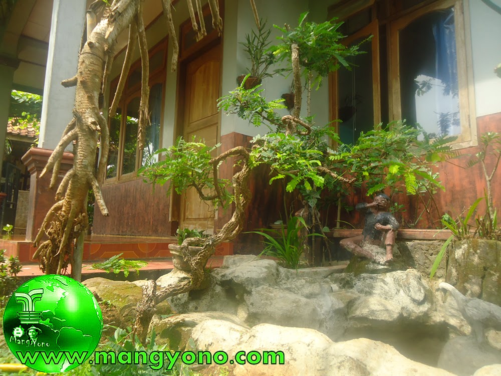 Detail Gambar Bonsai Asem Jawa Nomer 48