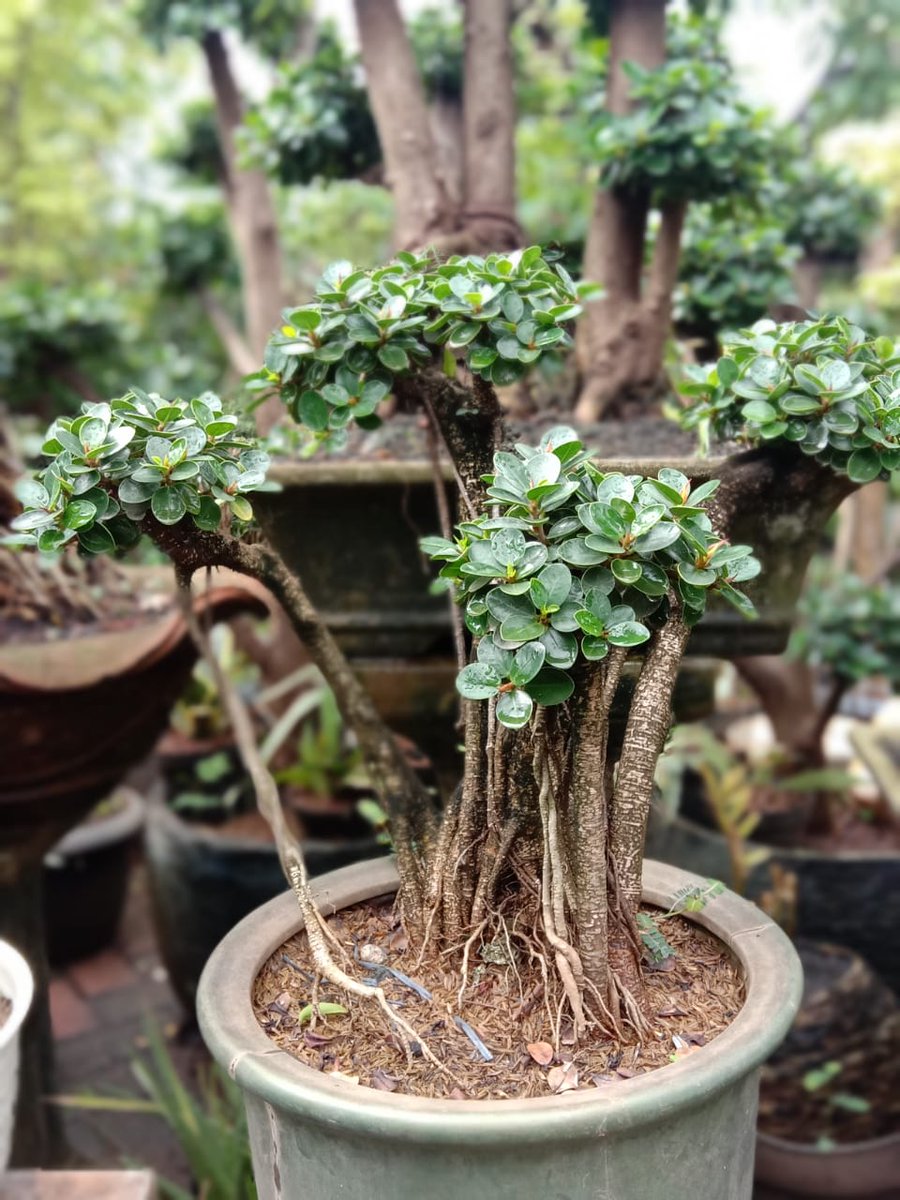 Detail Gambar Bonsai Beringin Dolar Nomer 17