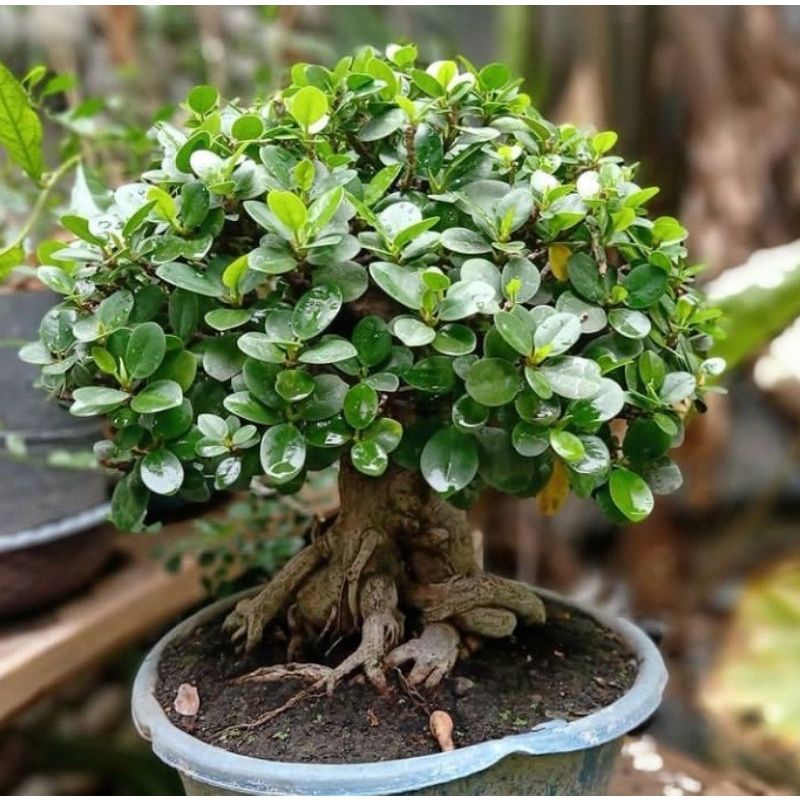 Detail Gambar Bonsai Beringin Dolar Nomer 3