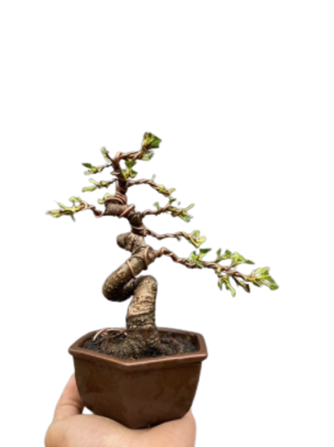 Detail Gambar Bonsai Beringin Dolar Nomer 24