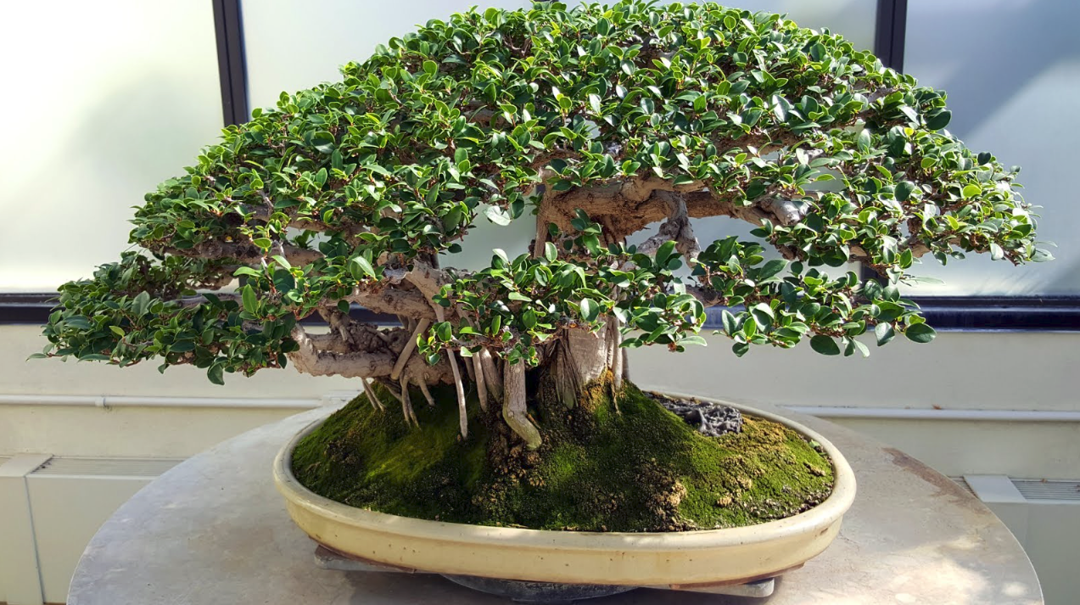 Detail Gambar Bonsai Beringin Dolar Nomer 25