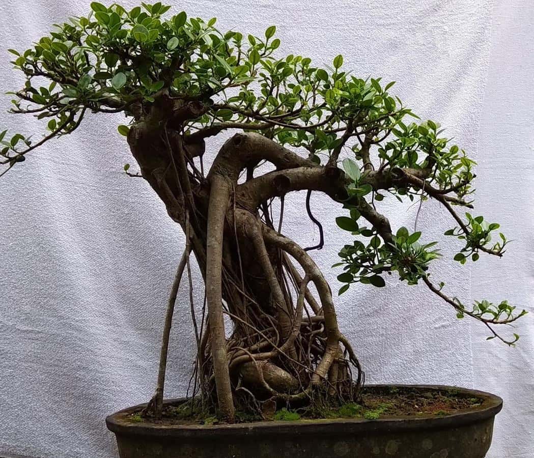 Detail Gambar Bonsai Beringin Dolar Nomer 28