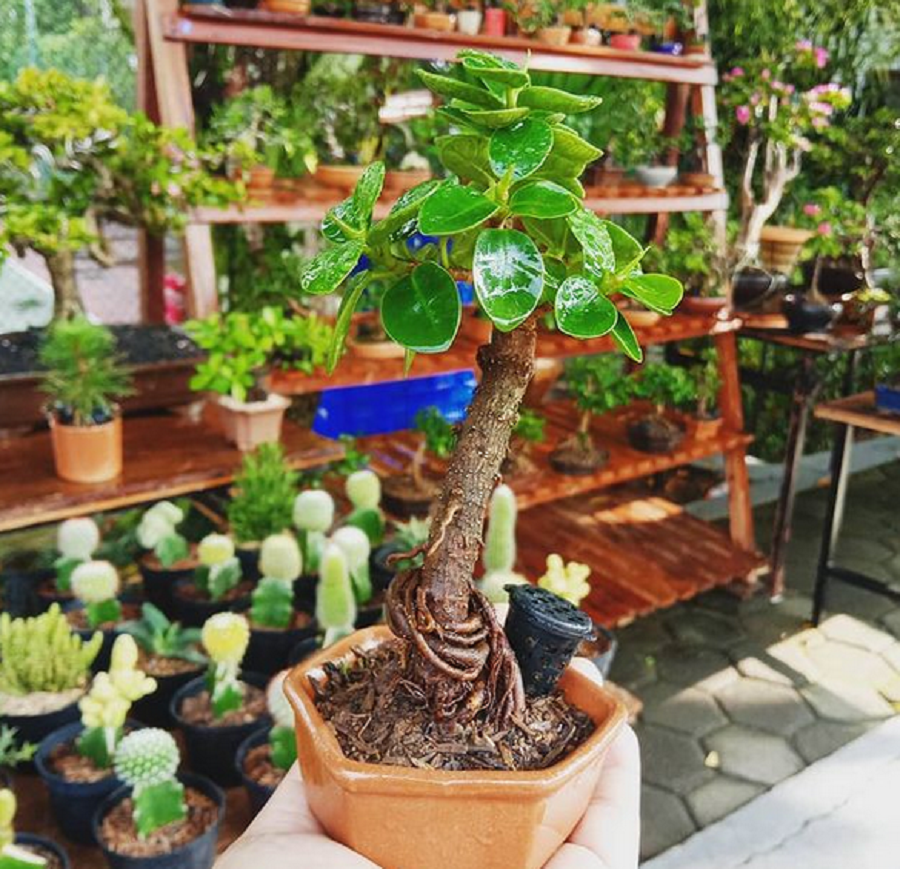 Detail Gambar Bonsai Beringin Dolar Nomer 29