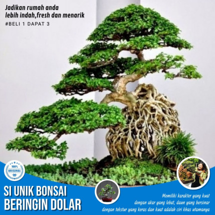 Detail Gambar Bonsai Beringin Dolar Nomer 31