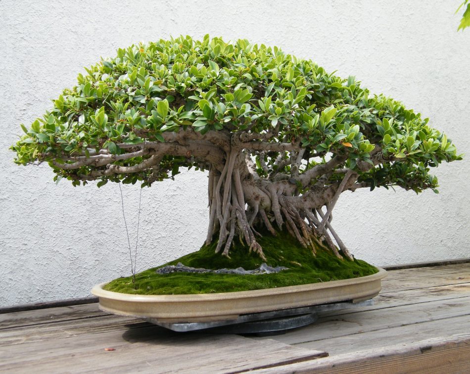 Detail Gambar Bonsai Beringin Dolar Nomer 34