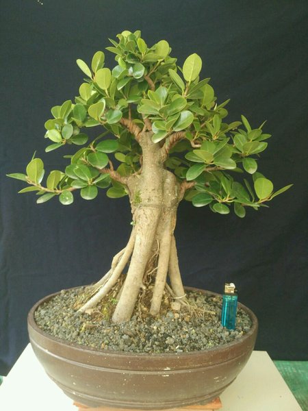 Detail Gambar Bonsai Beringin Dolar Nomer 37