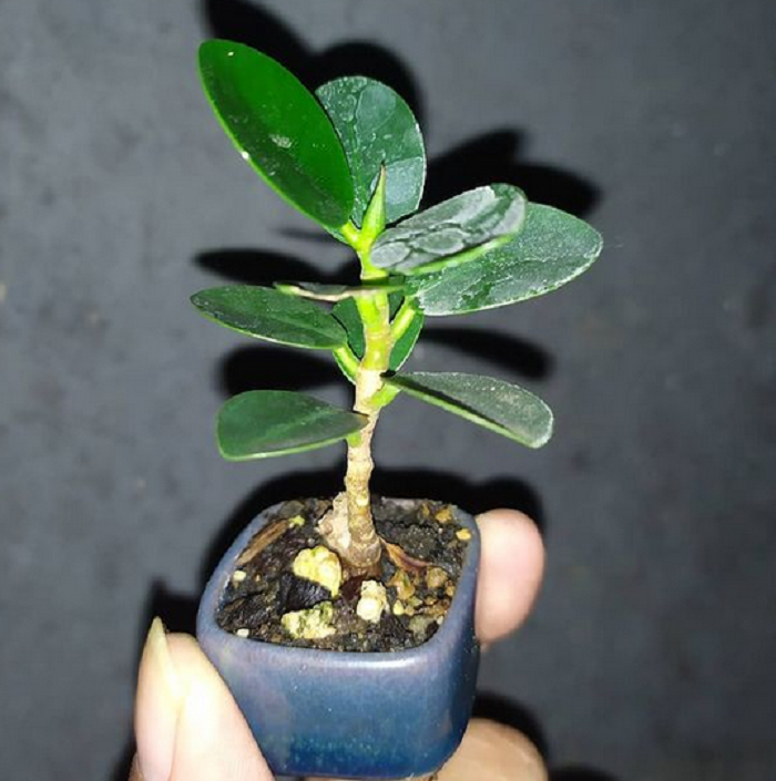 Detail Gambar Bonsai Beringin Dolar Nomer 40