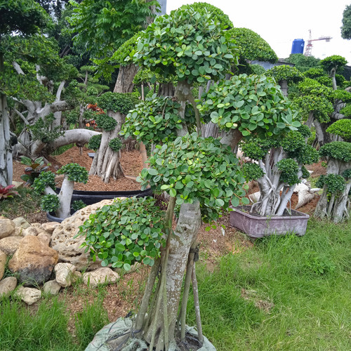 Detail Gambar Bonsai Beringin Dolar Nomer 6