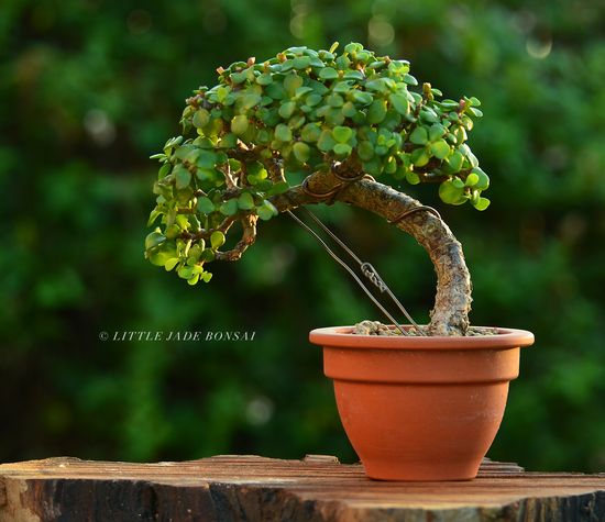 Detail Gambar Bonsai Beringin Dolar Nomer 8