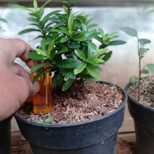 Detail Gambar Bonsai Bunga Asoka Nomer 33