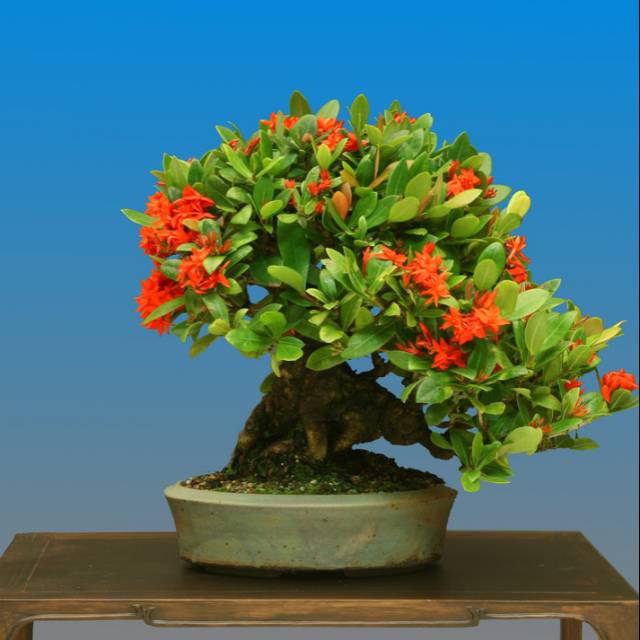 Detail Gambar Bonsai Bunga Asoka Nomer 43