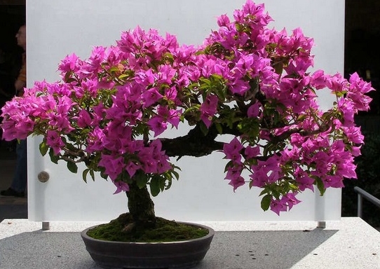 Detail Gambar Bonsai Bunga Asoka Nomer 5