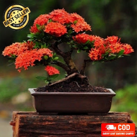 Detail Gambar Bonsai Bunga Asoka Nomer 6