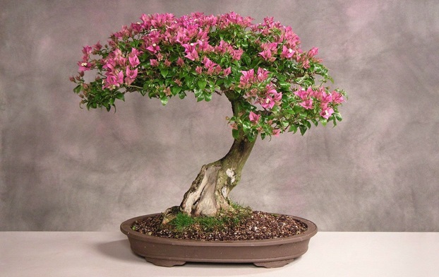 Detail Gambar Bonsai Bunga Asoka Nomer 8