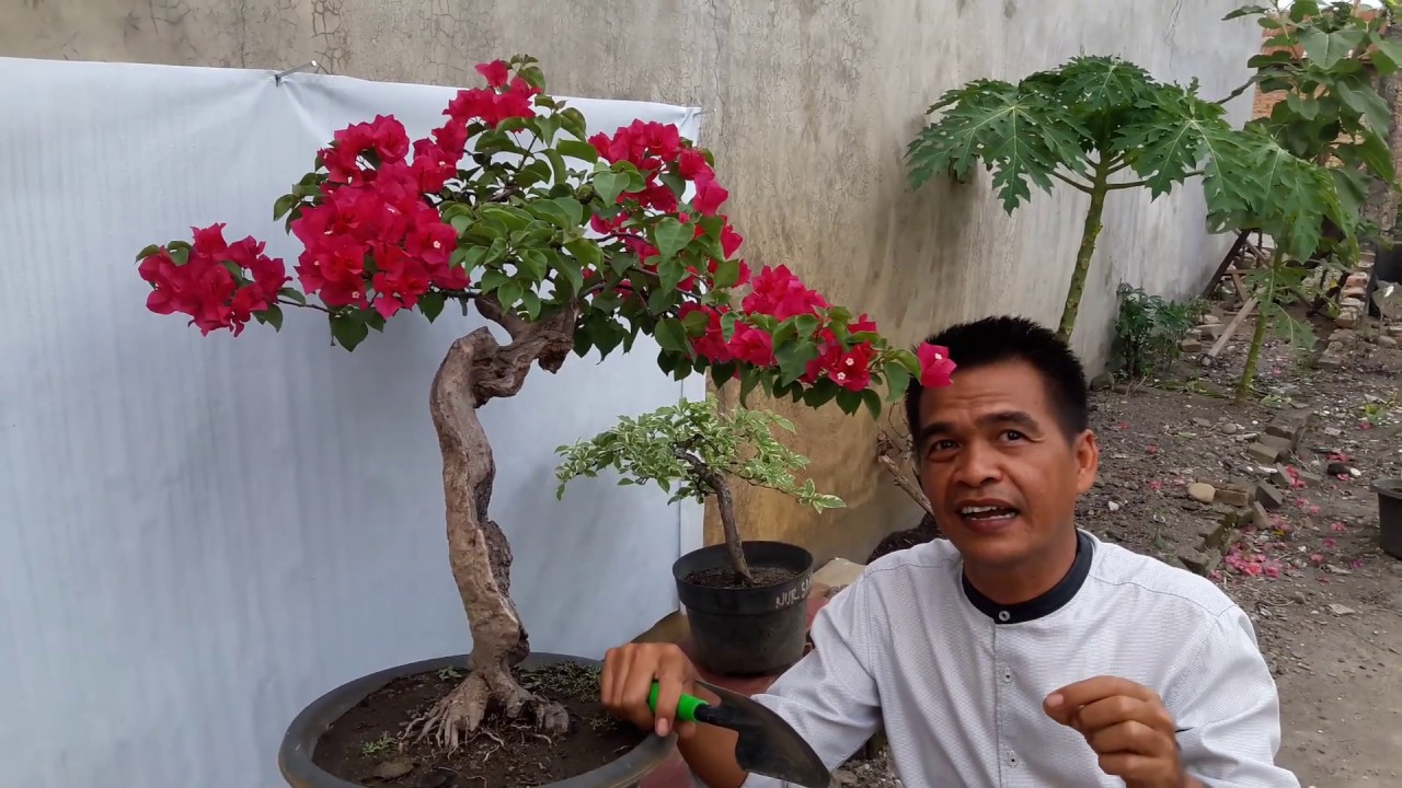 Detail Gambar Bonsai Bunga Bougenville Nomer 2