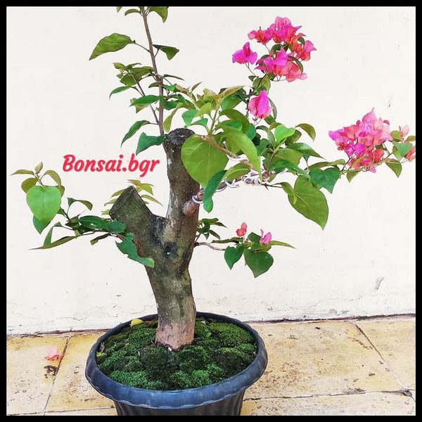 Detail Gambar Bonsai Bunga Bougenville Nomer 11