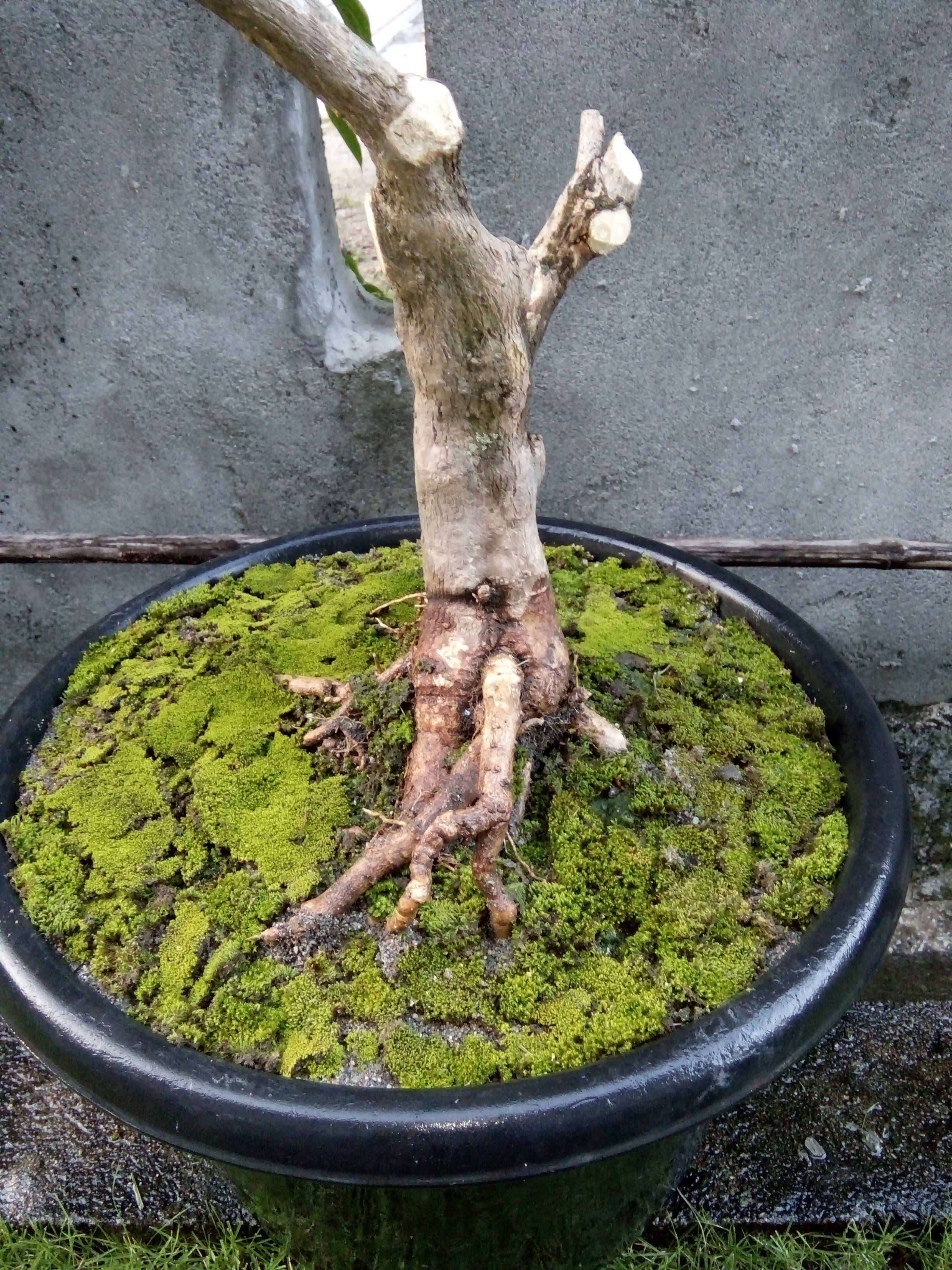 Detail Gambar Bonsai Bunga Bougenville Nomer 19