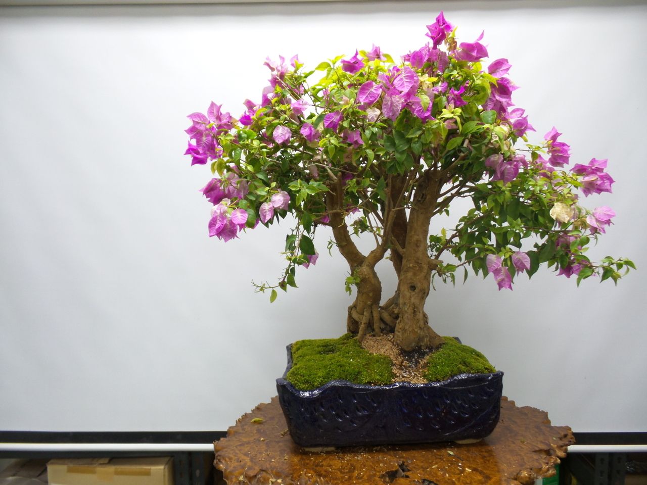 Detail Gambar Bonsai Bunga Bougenville Nomer 23