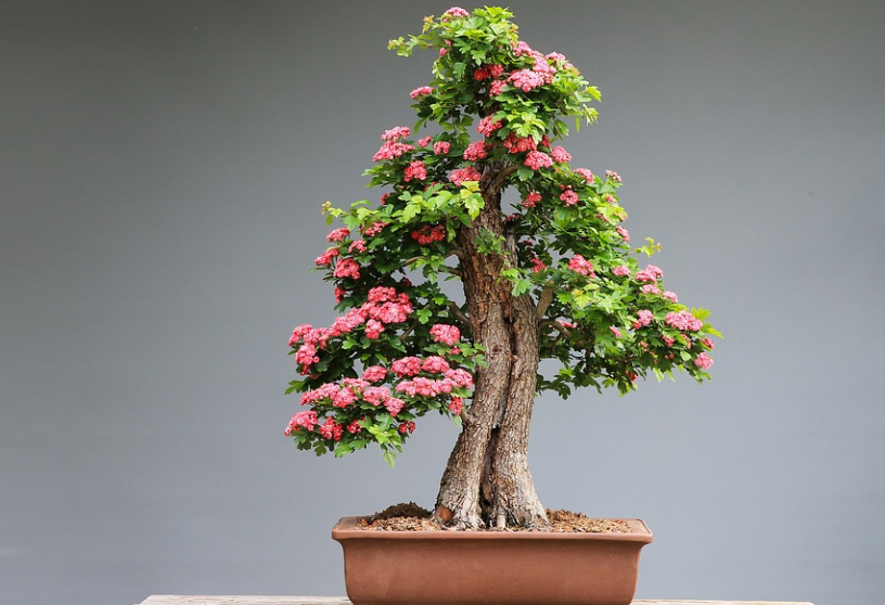 Detail Gambar Bonsai Bunga Bougenville Nomer 25