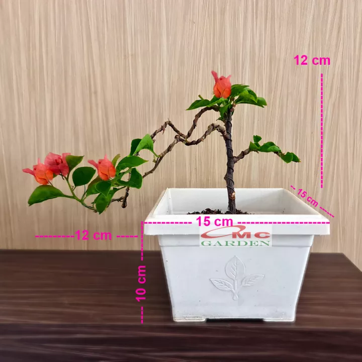 Detail Gambar Bonsai Bunga Bougenville Nomer 32