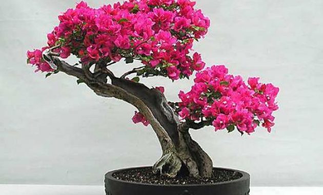 Detail Gambar Bonsai Bunga Bougenville Nomer 5