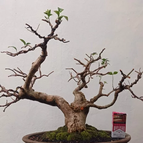 Detail Gambar Bonsai Bunga Bougenville Nomer 38