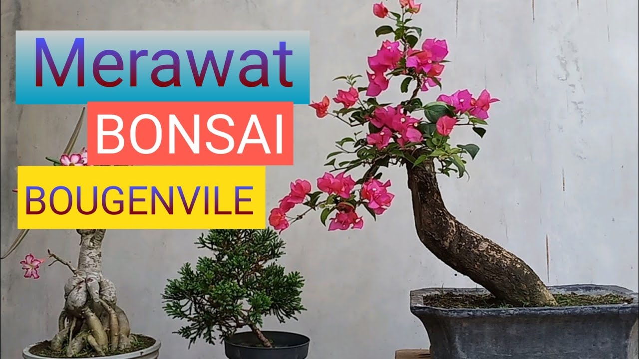 Detail Gambar Bonsai Bunga Bougenville Nomer 44