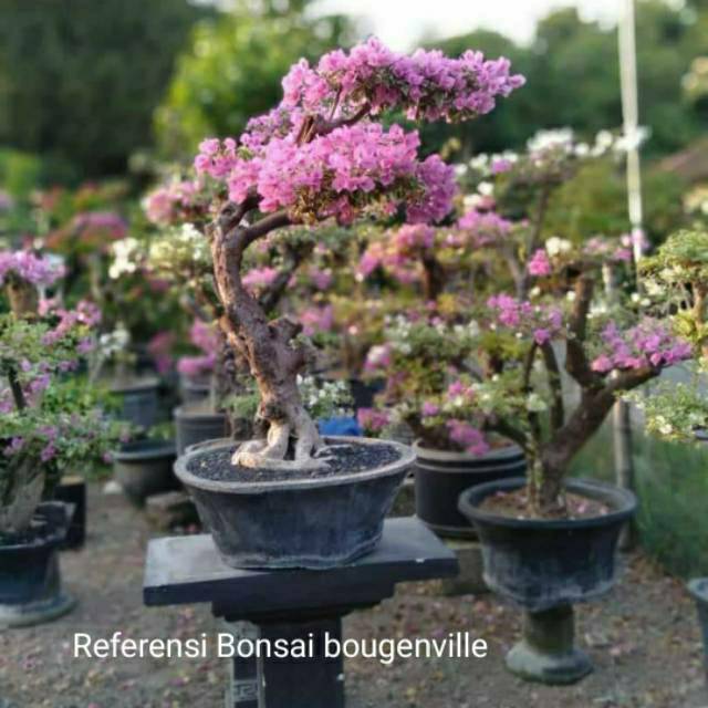 Detail Gambar Bonsai Bunga Bougenville Nomer 7