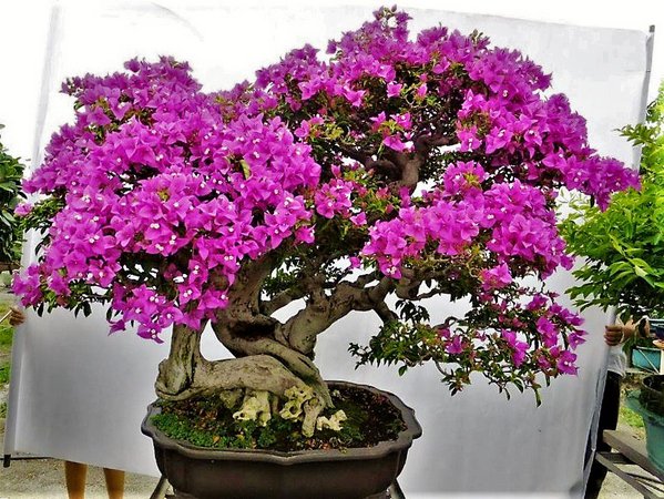 Gambar Bonsai Bunga Kertas - KibrisPDR