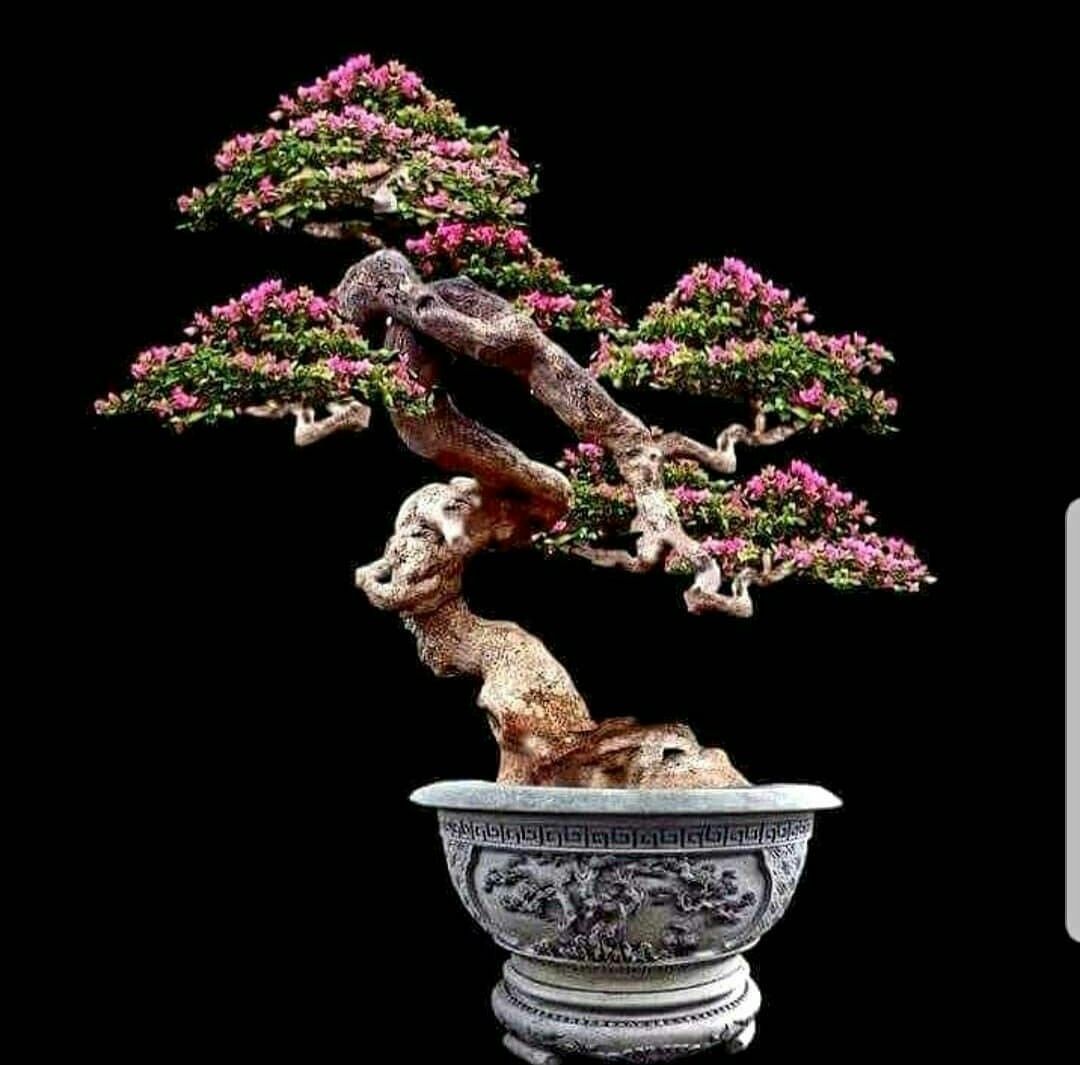 Detail Gambar Bonsai Bunga Kertas Nomer 15