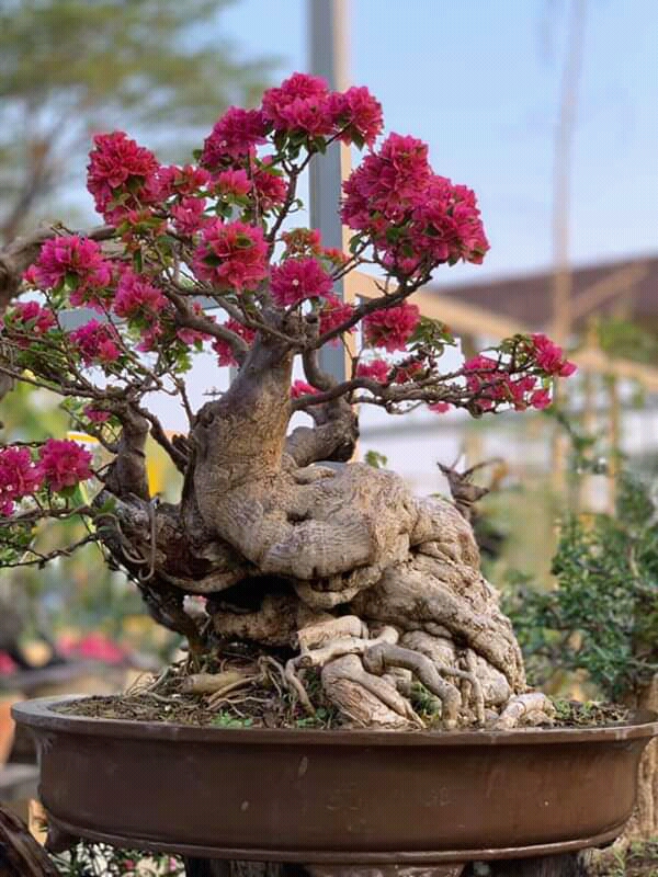 Detail Gambar Bonsai Bunga Kertas Nomer 16