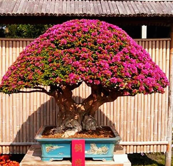 Detail Gambar Bonsai Bunga Kertas Nomer 3